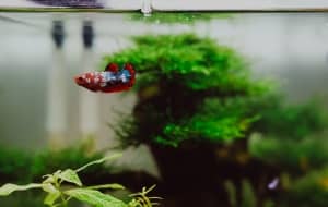 fish tank removals Brisbane